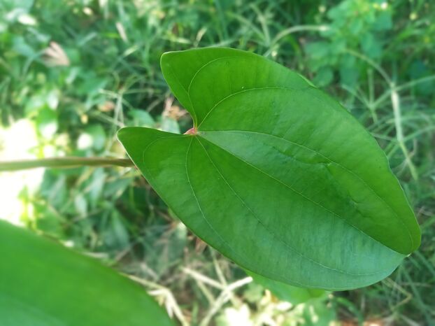 Dioscorea alata